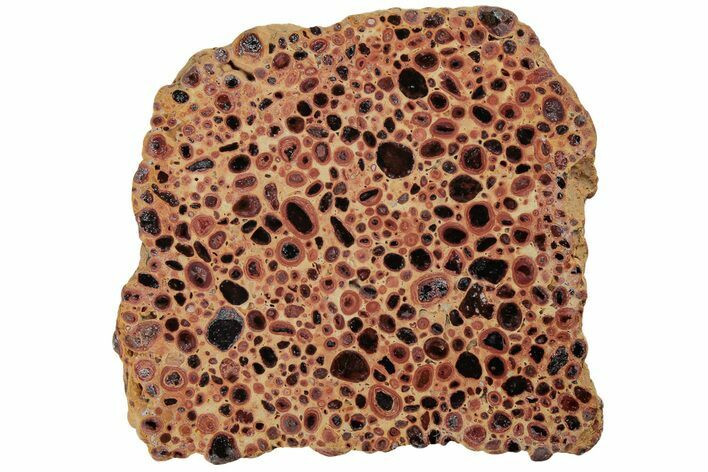 Polished Bauxite (Aluminum Ore) Slab - Australia #221479